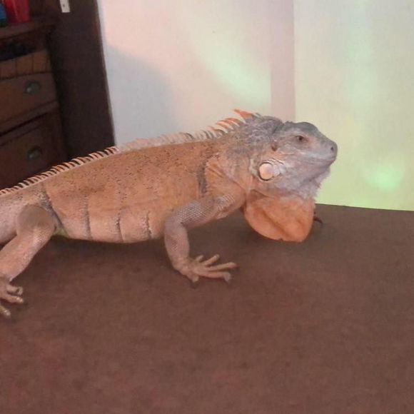 Meet your Posher, Joseph - Picture 1 of 1